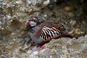 Red-legged Partridge (Alectoris rufa)