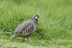 Red-legged Partridge (Alectoris rufa)