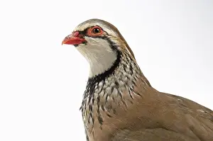 Red-legged Partridge (Alectoris rufa)