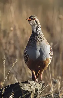 Red-legged Partridge (Alectoris rufa)