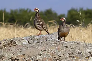 Red-legged Partridge (Alectoris rufa)