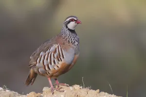 Red-legged Partridge (Alectoris rufa)