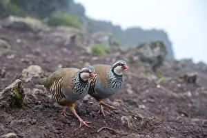 Red-legged partridge (Alectoris rufa)