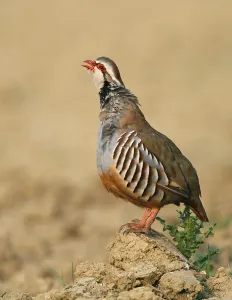 Red-legged partridge (Alectoris rufa) adult