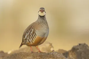 Red-legged Partridge (Alectoris rufa) adult