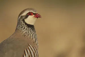 Red-legged Partridge (Alectoris rufa) adult