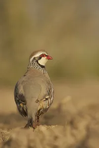 Red-legged Partridge (Alectoris rufa) adult