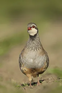 Red-legged Partridge (Alectoris rufa) adult
