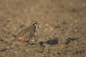 Red-legged Partridge (Alectoris rufa) adult