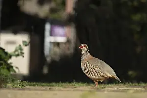 Red legged partridge (Alectoris rufa) adult bird on a urban garden path