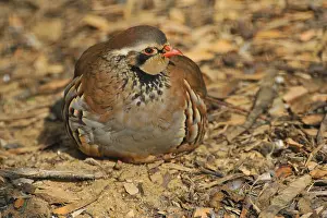The Red-legged Partridge (Alectoris rufa) is a gamebird