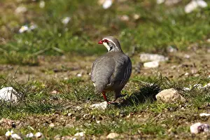 Red-legged Partridge (Alectoris rufa) walking on stony meadow