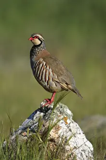 Red-legged Red legged Partridge (Alectoris rufa)