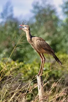 Red-legged Seriema (Cariama cristata) or Crested Seriema standing on a pole