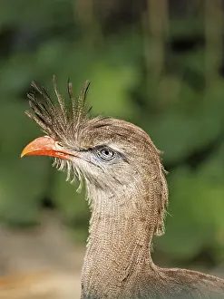 Red-legged Seriema or Crested Cariama (Cariama cristata)