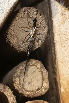 Red-legged wood ichneumon wasp (Ephialtes manifestator)