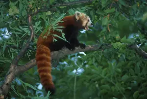 Red or Lesser Panda (Ailurus fulgens) Himalayas
