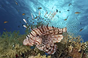 Red Lionfish (Pterois volitans)