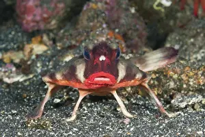 Red-lipped batfish, Ogcocephalus darwini