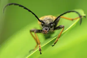 Red longhorn beetle (Stictoleptura rubra) male