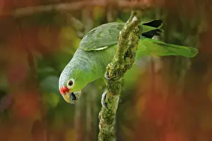 Red-lored Parrot, Amazona autumnalis