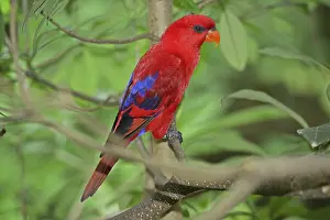 Red lorikeet (Eos rubra cyanonotha)