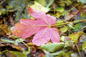 A red maple leaf lies among autumn leaves on the forest floor