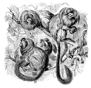 Red marmoset, lion marmoset, Hapale rosalia