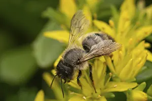 Red mason bee (Osmia bicornis) sitting on yellow flowers