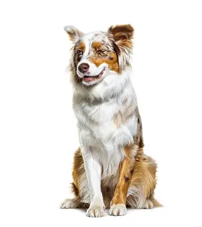 Red merle australian shepherd