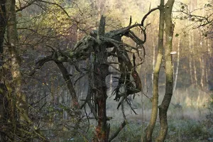Red Moor, Rhoen, Hesse, Germany, Europe