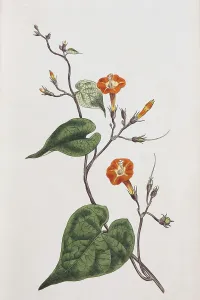Red-mornin glory (Ipomoea coccinea)