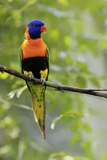 Red-naped Lorikeet (Trichoglossus rubritorquis)