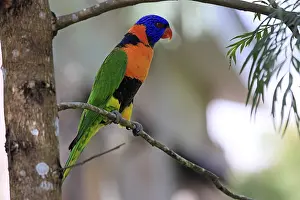 Red-naped Lorikeet (Trichoglossus rubritorquis)