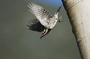 Red-naped Sapsucker (Sphyrapicus nuchalis)