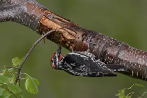 Red-naped Sapsucker (Sphyrapicus nuchalis) male perched on a trunk