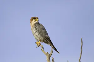 Red-necked falcon, animals, birds of prey