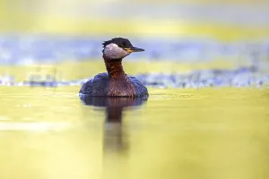 Red-necked grebe (Podiceps grisegena)