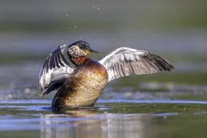 Red-necked grebe (Podiceps grisegena)