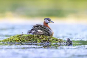 Red-necked grebe (Podiceps grisegena)