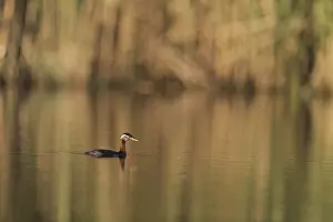 Red-Necked Grebe (Podiceps grisegena) adult