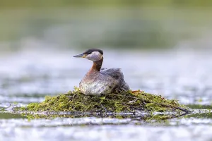 Red-necked grebe (Podiceps grisegena) adult in breeding plumage breeding eggs on nest in lake in spring