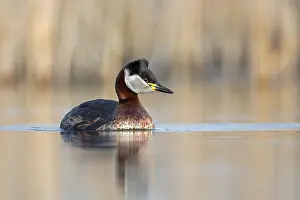 Red-necked Grebe (Podiceps grisegena) male