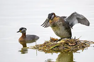 Red-necked Grebe (Podiceps grisegena) spreads its wings on its nest while another swims in the water