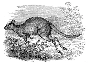 Red-necked pademelon (Thylogale thetis)