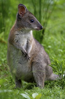 Red-necked Pademelon (Thylogale thetis)