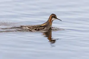 Red-necked phalarope (Phalaropus lobatus)