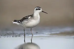 Red-necked Phalarope (Phalaropus lobatus)