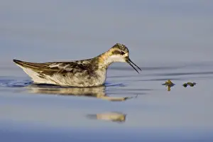 Red-necked Phalarope (Phalaropus lobatus)