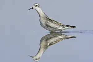 Red-necked Phalarope (Phalaropus lobatus)